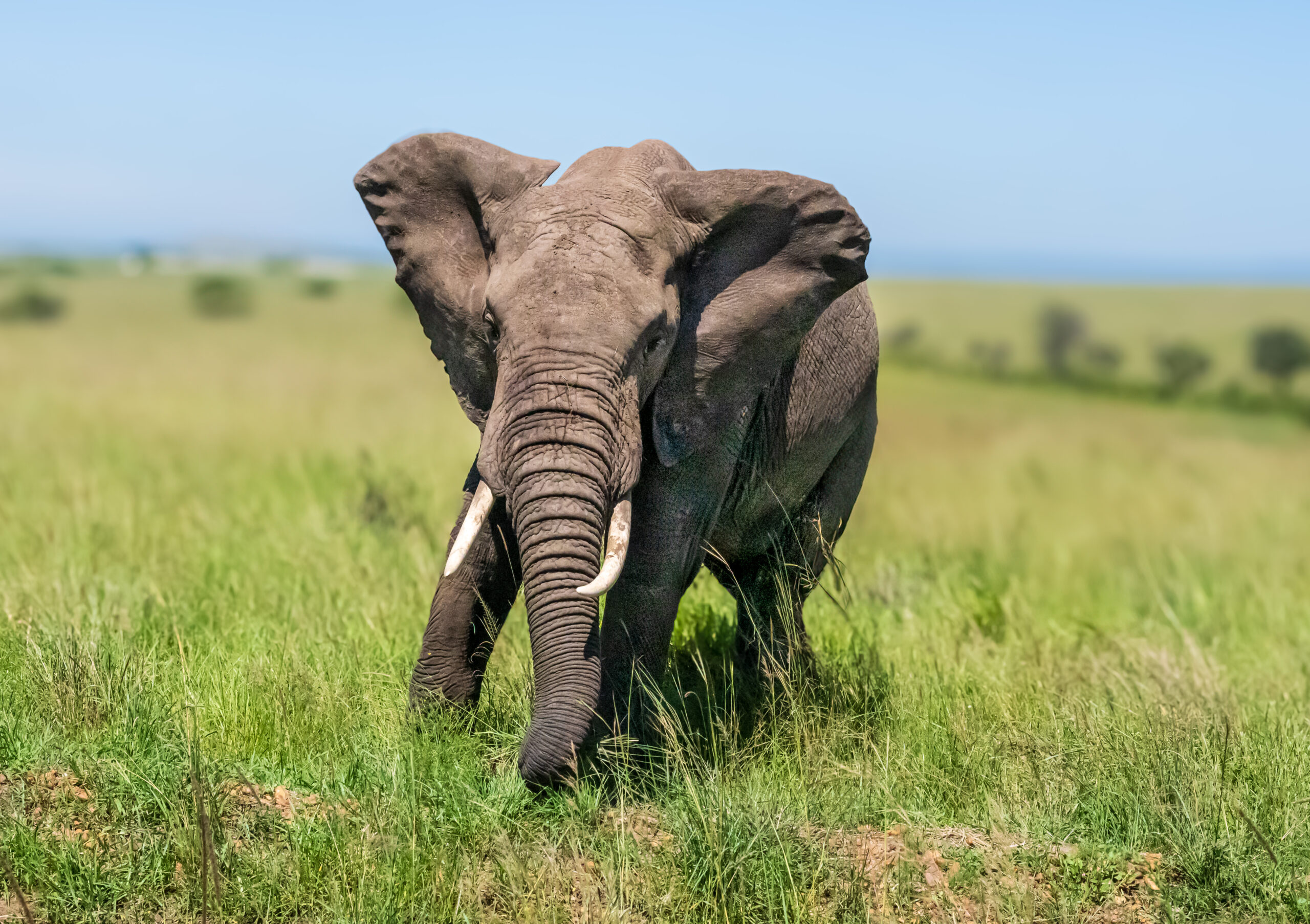 scotts elephant 1 scaled 1